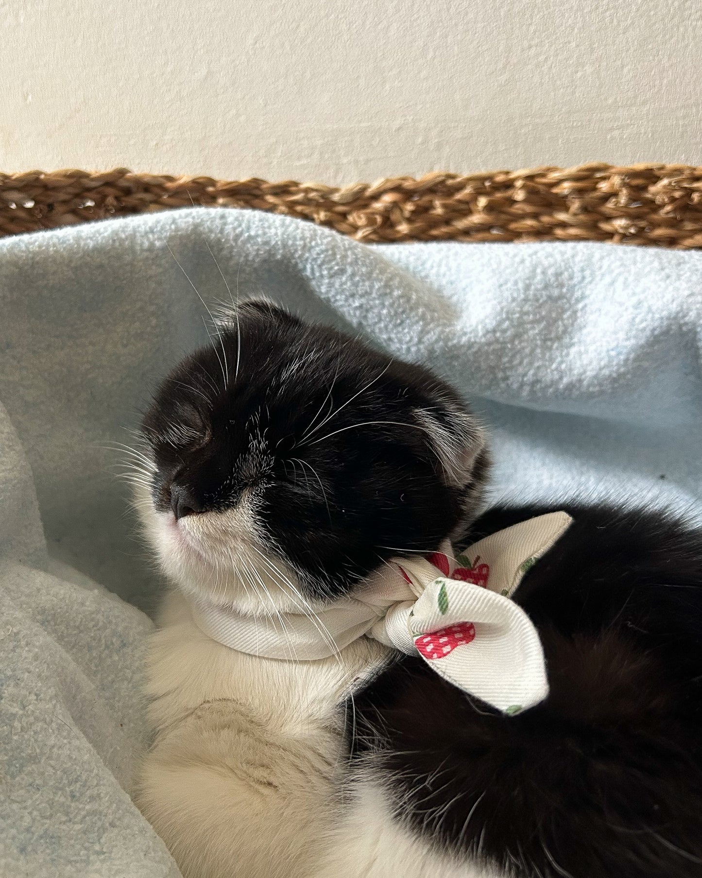 Little Pet Manzanas Bandana