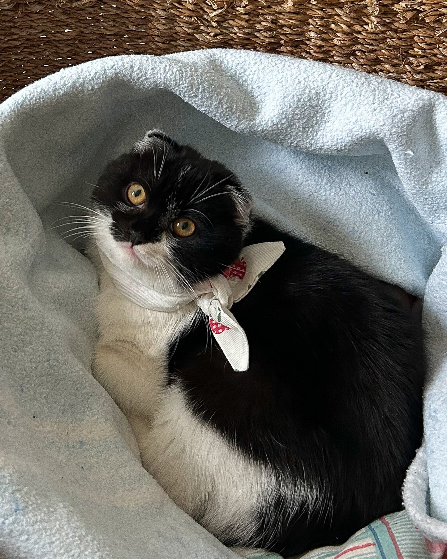 Little Pet Manzanas Bandana