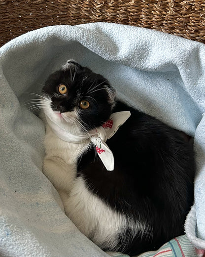 Little Pet Manzanas Bandana