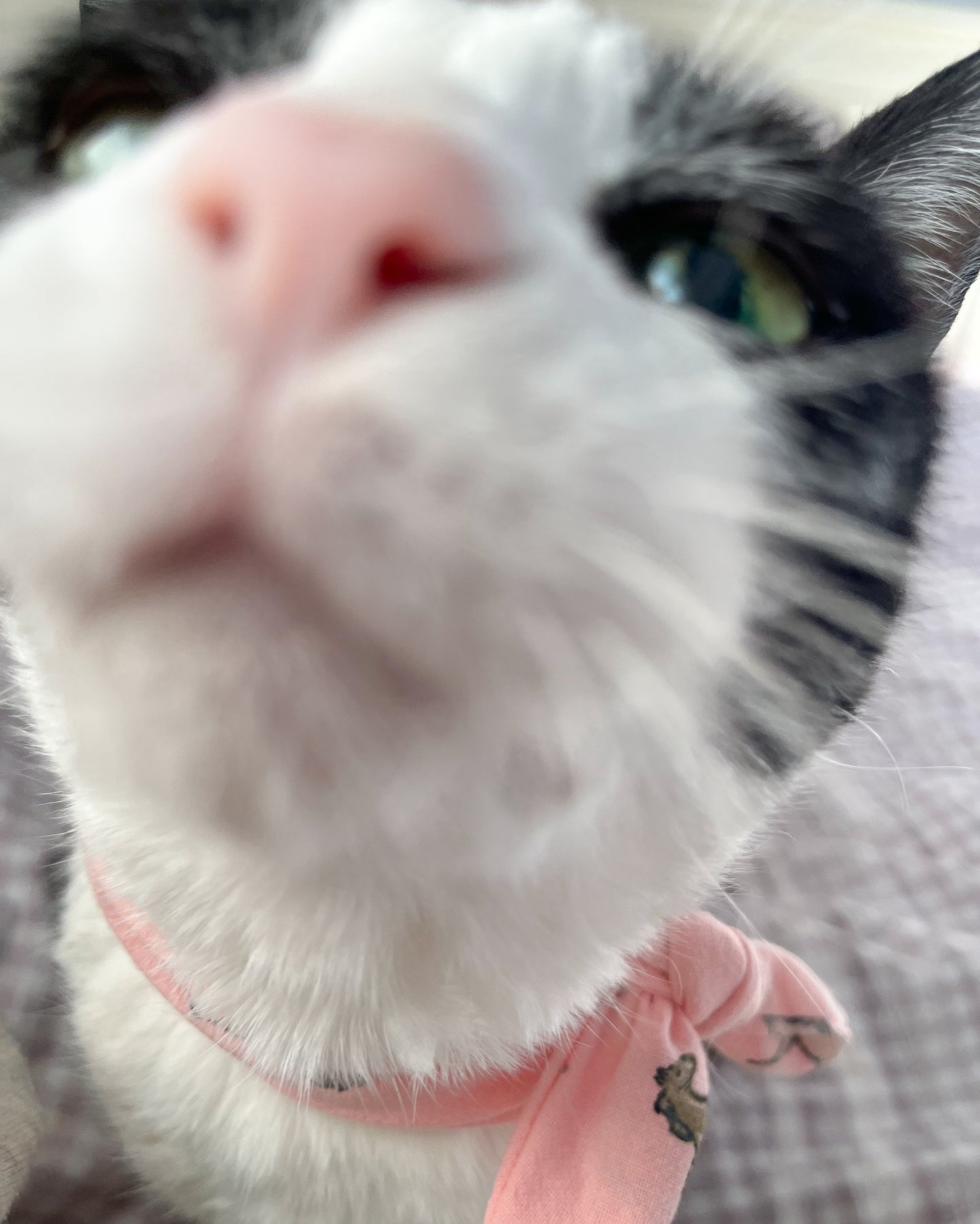 Little Pet Horses Bandana