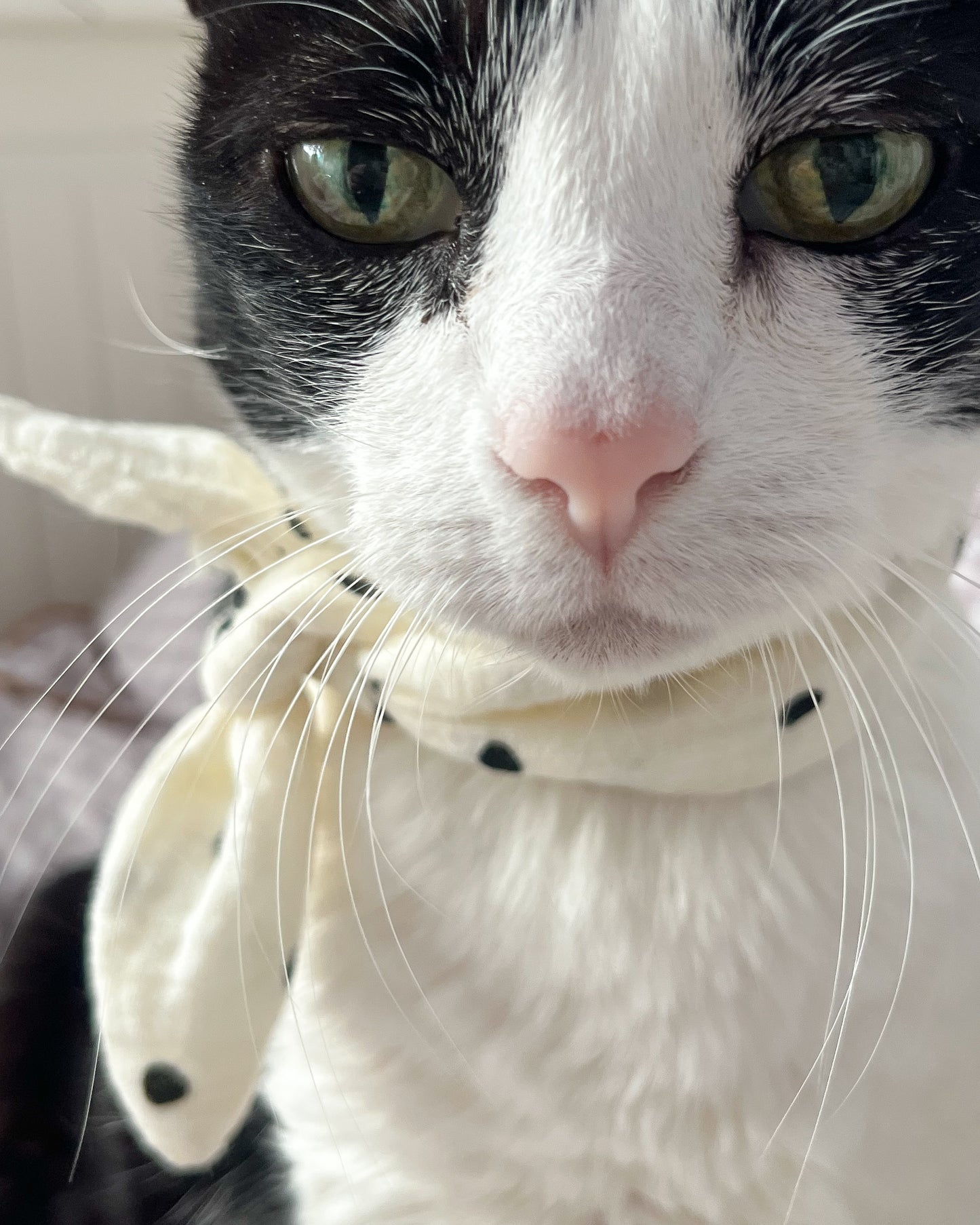 Little Pet Lucia Bandana